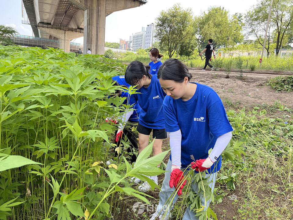 해바라기 봉사단 청계천 유해식물 제거 활동 실시 / 사진제공=bhc그룹해바라기 봉사단 청계천 유해식물 제거 활동 실시 / 사진제공=bhc그룹