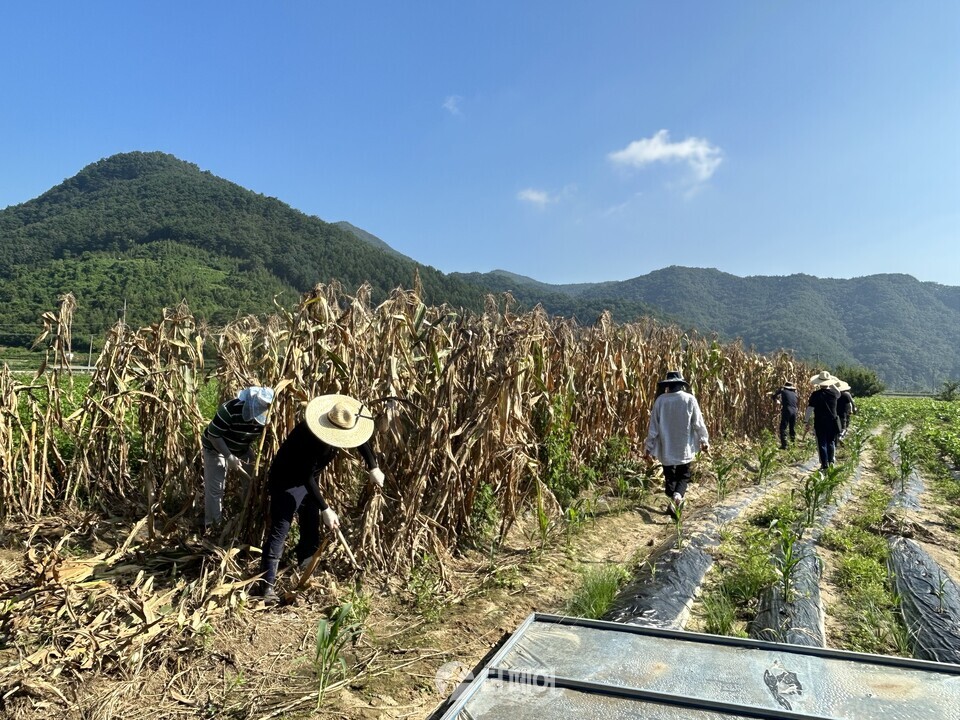 한국자활연수원 수해복구 자원봉사 릴레이운동 참여 / 사진제공=한국자활연수원