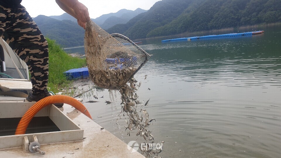 충주시 토종붕어 치어 40만 마리 방류 / 사진제공=충주시