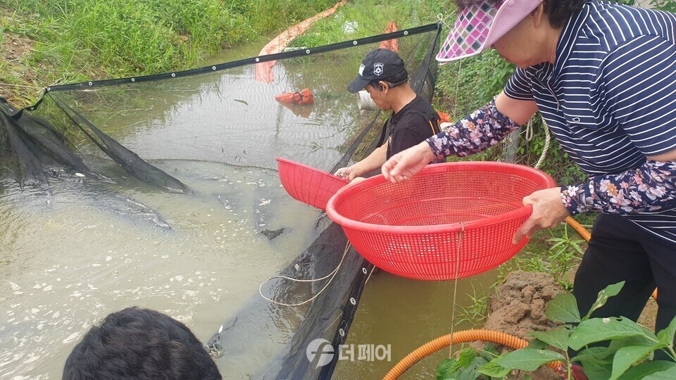 충주시 토종붕어 치어 40만 마리 방류 / 사진제공=충주시
