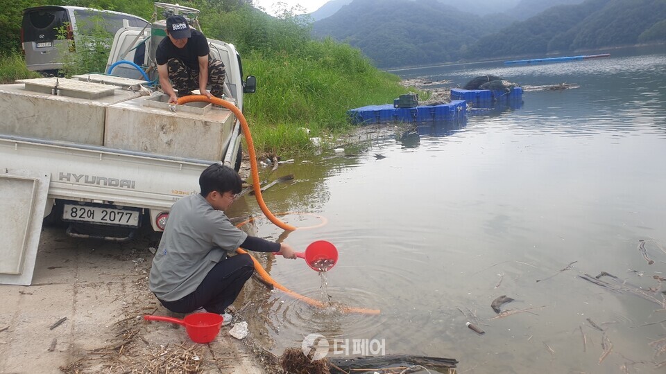충주시 토종붕어 치어 40만 마리 방류 / 사진제공=충주시