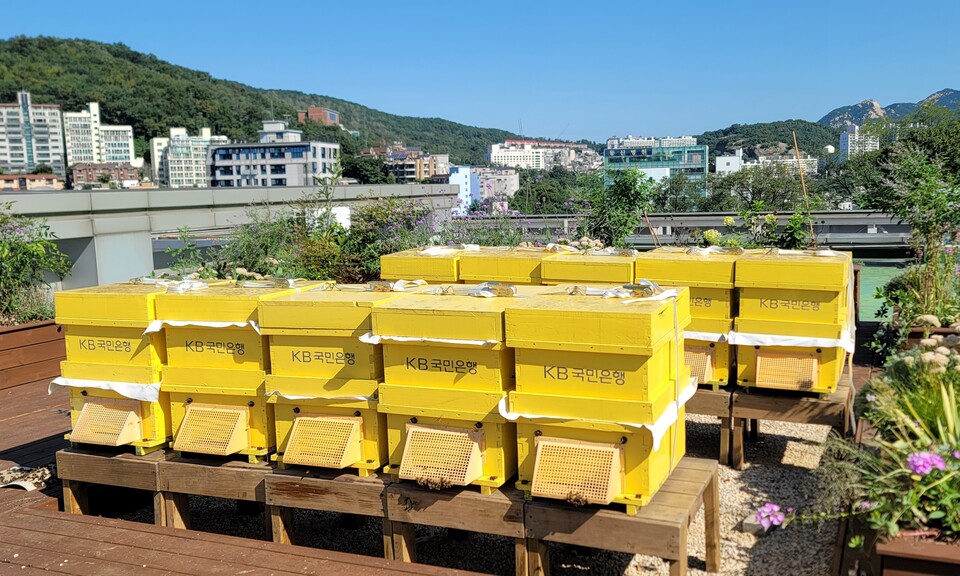 사진제공=KB국민은행 / 서대문구청 옥상에 조성된 'K-Bee 도시양봉장' 3호