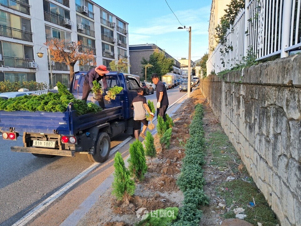 충주시 용산동 새마을협의회 측백나무길 조성 / 사진제공=충주시