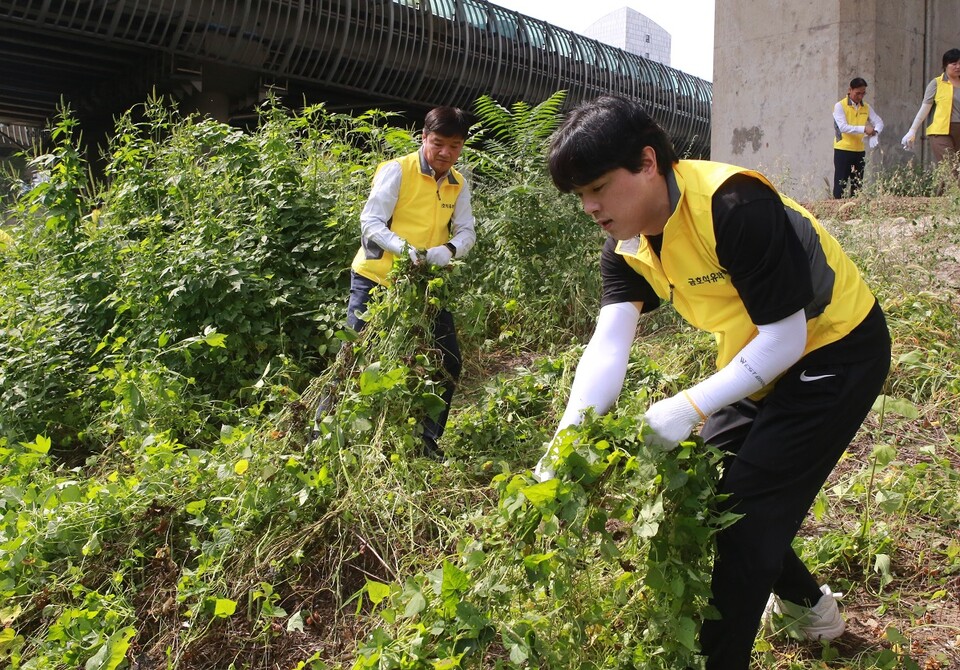 사진제공=금호석유화학 / '생태교란종 OUT' 청계천 정화 활동 사진