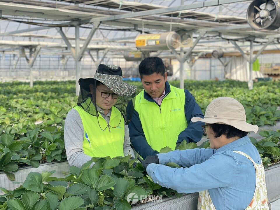 18일 농협 경제연구소와 비상계획국은 지난 18일 경기 화성시 소재 딸기 재배농가를 찾아 농촌일손돕기를 진행했다. / 사진제공=농협중앙회
