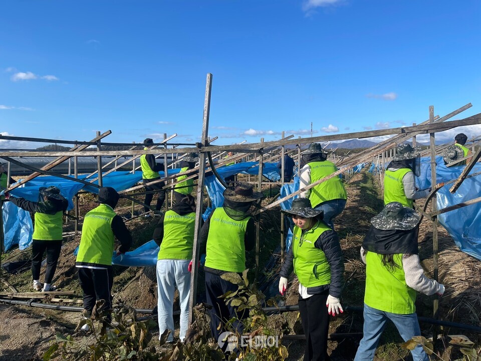 농협경제지주 농산물도매부 직원 20여 명은 27일 강원도 춘천 신북읍 소재 농가를 방문하여 농촌 일손돕기를 실시했다. / 사진제공=농협