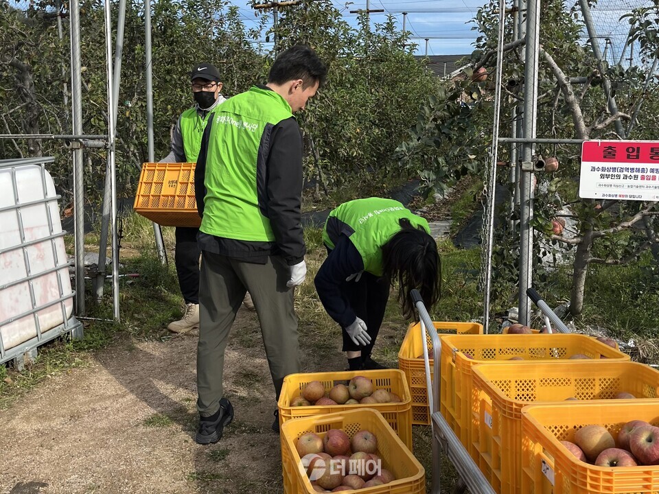 광화문One팀 봉사단과 농협 임직원은 8일 경기 화성시 소재 사과농가에서 농촌일손돕기를 실시하고 있다. / 사진제공=농협중앙회