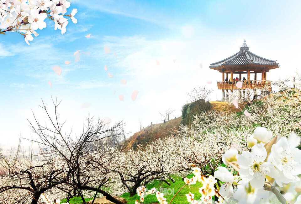 GS샵이 2월 16일 TV홈쇼핑에서 광양 매화 축제 여행상품을 소개한다. / 사진제공=GS샵