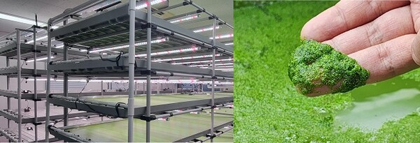 바이루트㈜가 ‘비건페스타’서 개구리밥으로 만든 식물성 단백질을 공개했다.