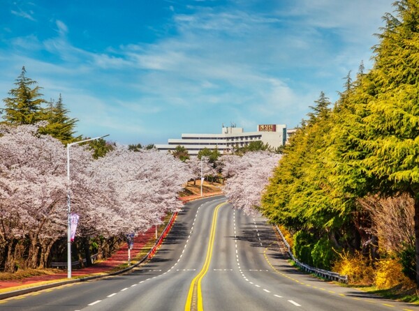 사진제공=이랜드파크 / 켄싱턴리조트 경주 벚꽃길 사진