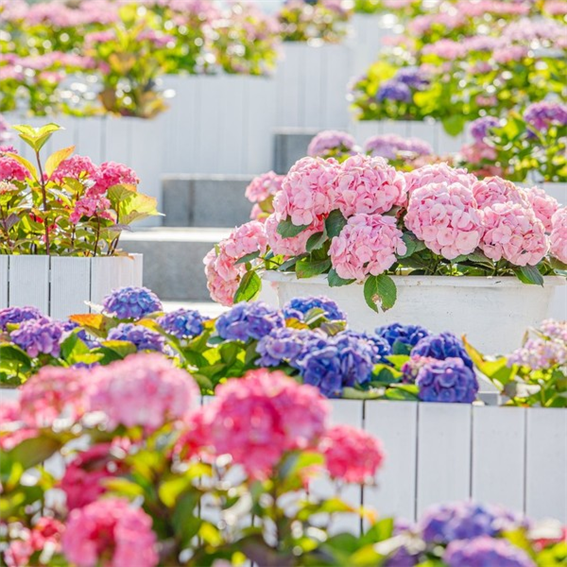 사진=2024고양국제꽃박람회. 고양국제꽃박람회 제공 