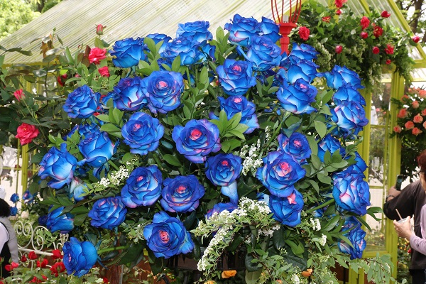 현대장미원이 2024 고양국제꽃박람회 장미 분야에 참가했다. 사진=현대장미원 제공 