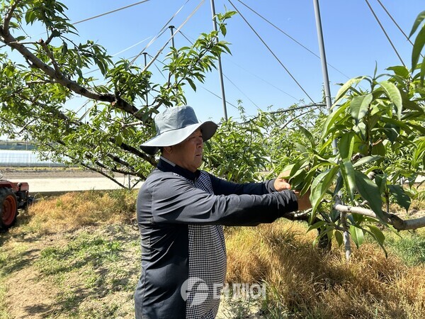 사진제공=충주시 농업기술센터 / 복숭아 철저한 과실 솎기 실천 당부