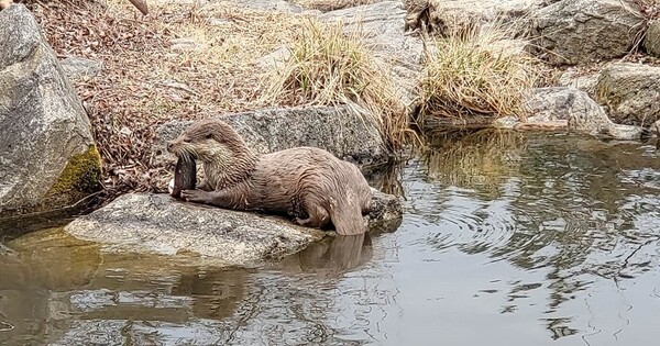 복권기금을 지원받아 구조한 수달에게 자연 적응 훈련을 실시하고 있다/사진=한국수달보호협회