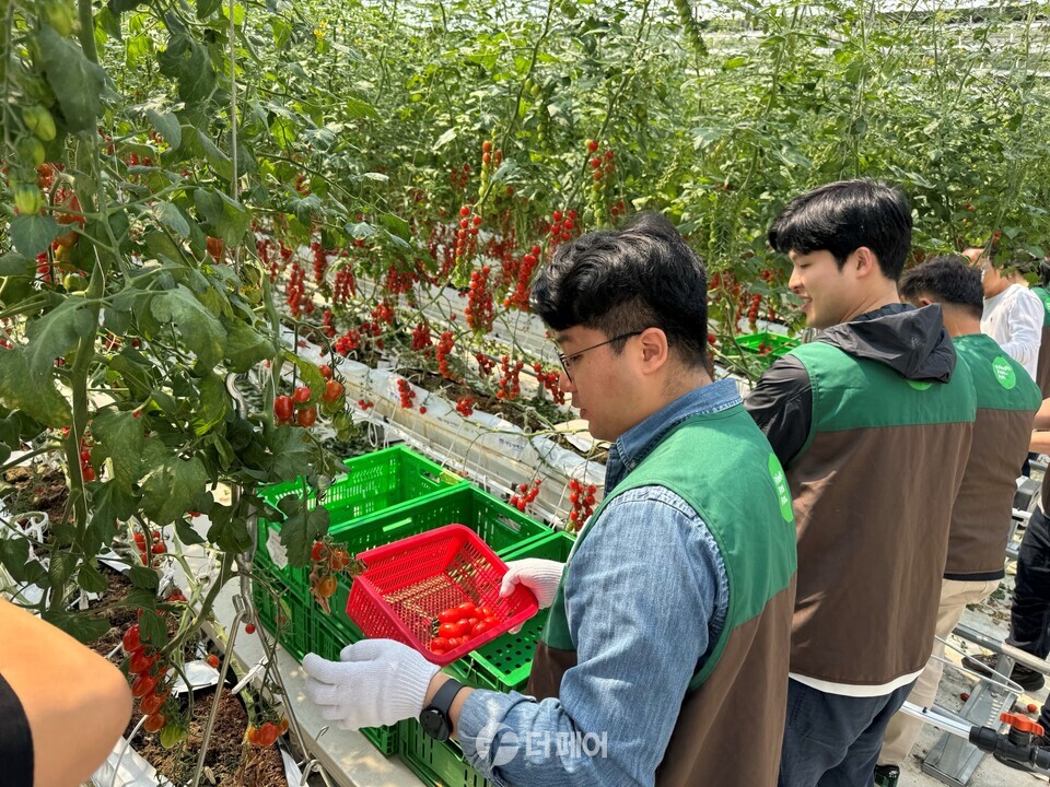 여주시에 있는 푸르메소셜팜에서 GS더프레시 임직원들이 방울토마토 수확 봉사활동을 하고 있다. / 사진제공=GS더프레시