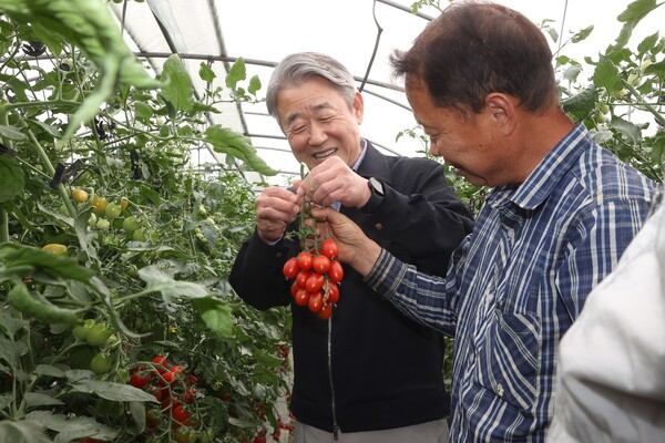 사진제공=농협 / 강호동 농협중앙회장이 28일 충남 아산시 소재 농가를 찾아 최근 생육이 호전되고 있는 방울토마토의 생육동향을 점검하고 있다.