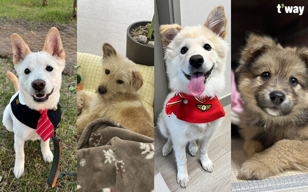 사진제공=티웨이항공 / (좌측부터 감귤이, 또또, 나롱이, 섭섭)티웨이항공·제주도·포인핸드가 협력하는 '날개를 달아줄개' 캠페인을 통해 입양된 반려동물 네 마리