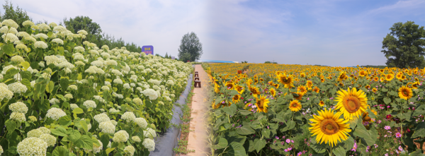 수국과 해바라기가 만개한 안성팜랜드 / 사진=농협