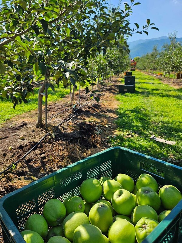 쿠팡은 썸머프린스, 썸머킹, 아오리 등 햇사과 50t을 할인 판매한다고 22일 밝혔다. 사진=쿠팡