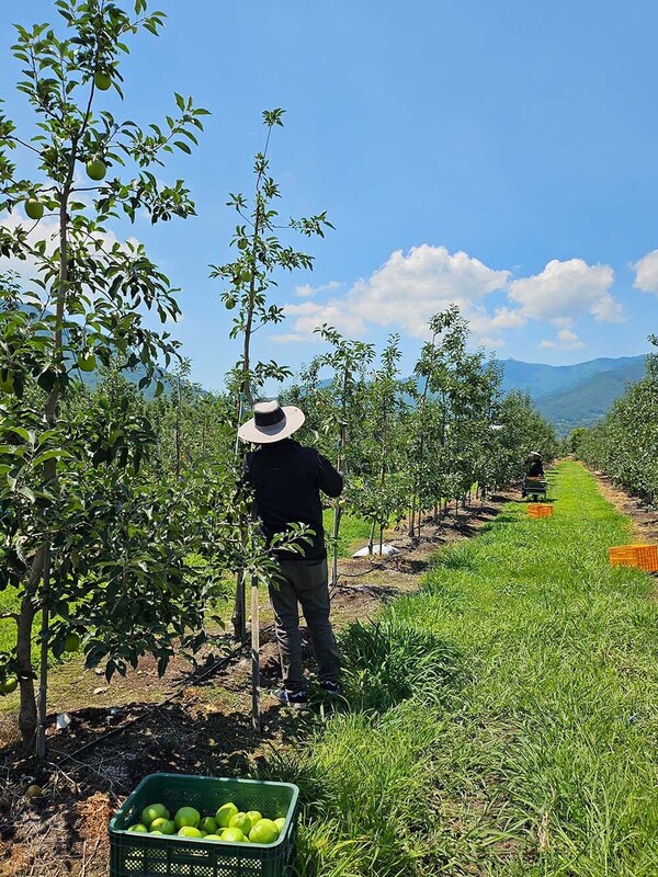 디에스푸즈 햇사과 수확 모습.