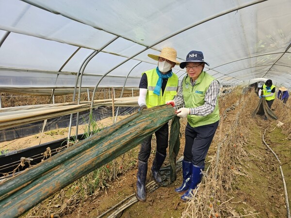 이동근 농업농촌지원본부장(왼쪽)과 이기선 농협유통 전무이사(오른쪽)가 충남 부여군의 농가를 방문하여 수해피해 농산물(토마토) 수거 및 폐비닐 수거 작업을 하고 있다. / 사진=농협