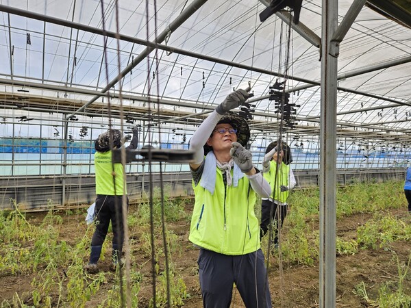 김길수 농협은행 여신심사부문 부행장(맨 앞)과 임직원들이 비닐하우스 시설물 정비작업을 하고 있다. 사진=NH농협은행