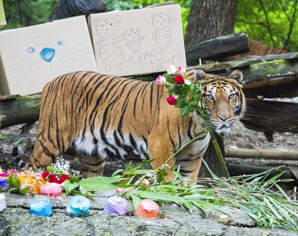 '세계 호랑이의 날'인 29일, 에버랜드 동물원 사파리월드 호랑이들의 시원한 여름나기를 위해 얼음 인리치먼트(행동풍부화) 활동이 진행됐다. 사진=에버랜드