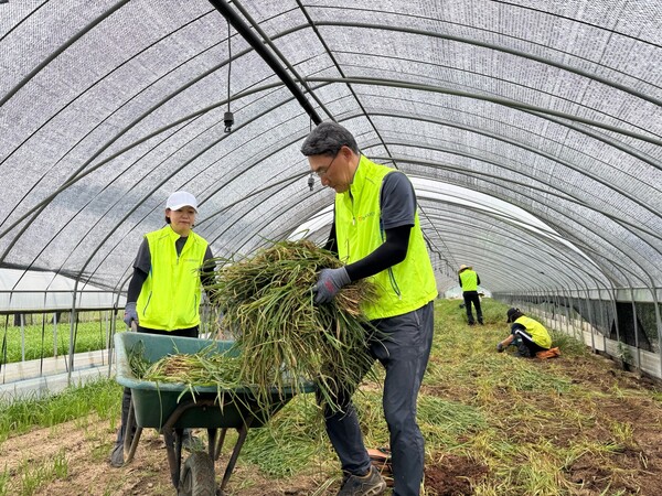 NH농협은행 기업금융부문 임직원 집중호우 피해 농가 수해복구 나서 / 사진=NH농협은행