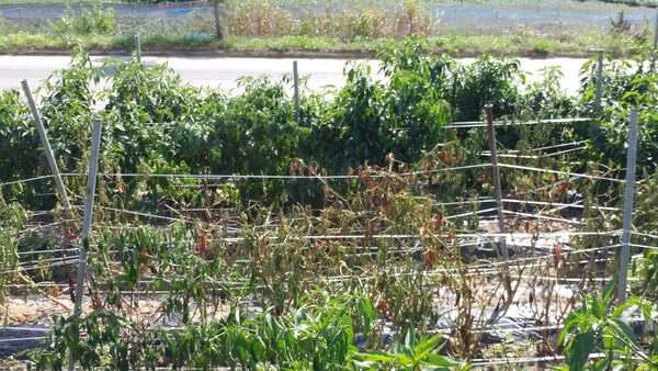 충주시농업기술센터(소장 장정희)는 연일 폭염특보가 발령되는 등 폭염이 지속됨에 따라 고온으로 인한 농업인 안전사고 및 농작물 피해 최소화를 위해 작목별 중점 관리 사항과 함께 각별한 주의를 당부했다.