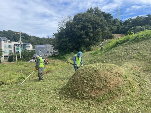 농협 관계자들이 추석을 앞두고 벌초작업을 하고 있다. / 사진=NH농협