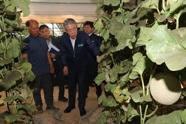 강호동 농협중앙회장(맨 앞)이 경북 경주 멜론 농가를 찾아 생육동향을 점검하고 있다. / 사진-NH농협