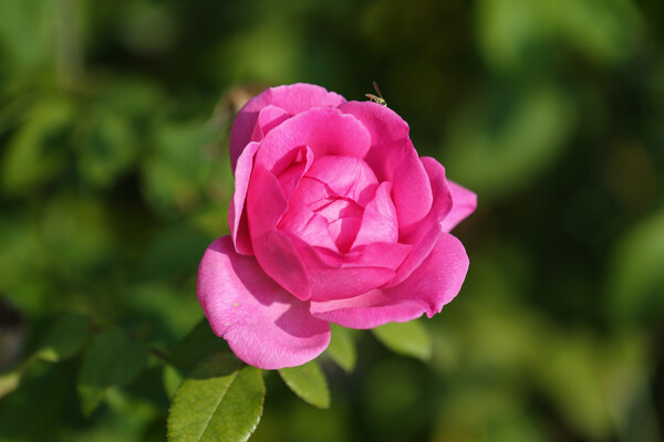 장미. 에버랜드 퍼퓸에버스케이프. 사진= 삼성물산