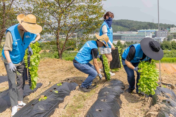 쿠팡로지스틱스서비스 임직원들이 배추 모종을 심는 텃밭 가꾸기 봉사활동을 하고 있다. 사진= 쿠팡
