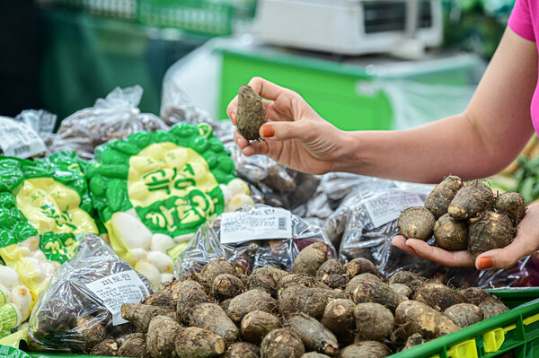 9월 11일 서울 서초구 농협 하나로마트 양재점에서 토란이 판매되고 있다. / 사진=농협유통