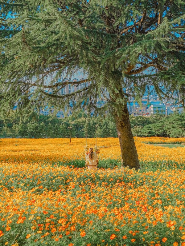 이월드 '코스모스 가든'. 사진= 이랜드