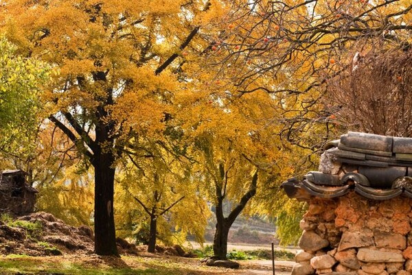 사진= 충남 보령 은행마을