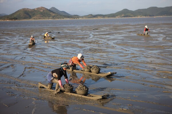 대한민국을 대표하는 꼬막의 산지 벌교에서는 오는 11월 1일부터 3일까지 ‘제20회 벌교꼬막축제’가 개최된다.  사진= 보성군