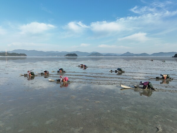 벌교 꼬막을 채취하러 나가고 있는 모습. 사진= 보성군