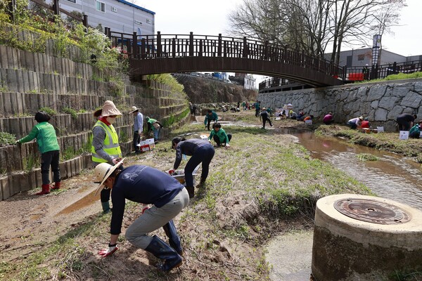 보성600사업으로 동윤촌 생태하천길에 탄소흡수원 꽃창포를 식재하고 있다. 사진= 보성군