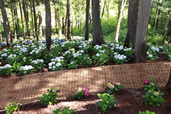 ‘산림600’사업으로 보성군 망제산 현충공원 편백 숲속에 수국을 식재하여 걷기 좋은 길을 조성했다. 사진= 보성군