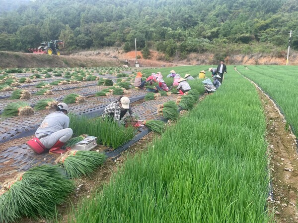 보성군, 영양 가득한 쪽파 수확 한창 … 농가 소득 기대_회천면 일대에서 쪽파를 수확하고 있다 / 사진=보성군