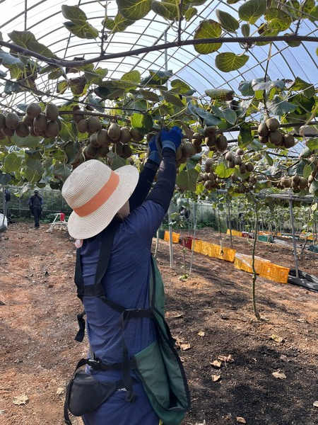 고흥산 고당도 레드키위, 본격 출하 / 사진=픽사베이