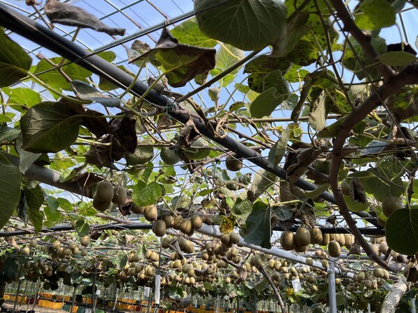 고흥산 고당도 레드키위, 본격 출하 / 사진=고흥군