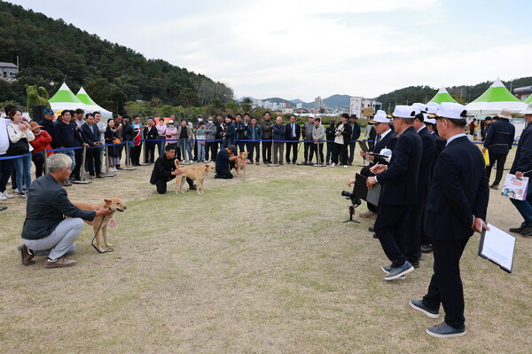 대한민국 우수 진도개 선발대회 / 사진 = 진도군