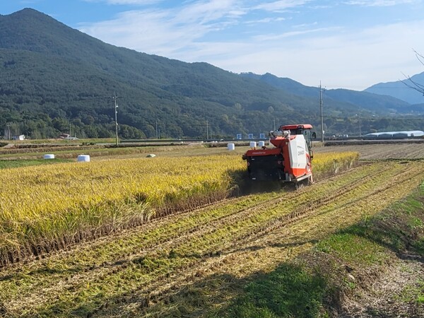 구례군, 볏짚 환원사업으로 흙 살리기 실천 / 사진=구례군