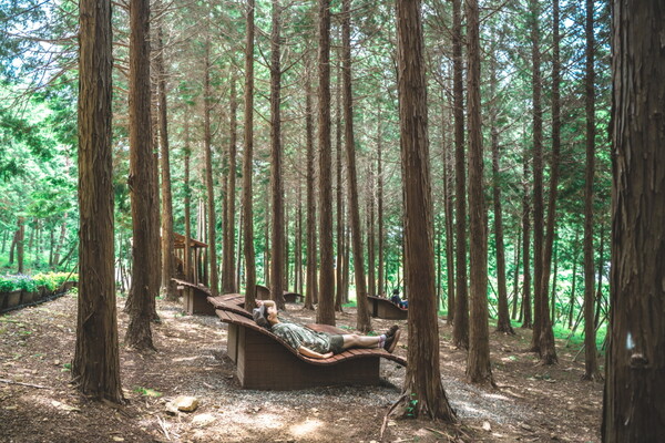 고흥 팔영산 편백 치유의 숲 / 사진=고흥군