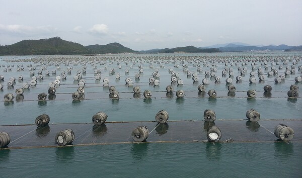 김 양식장/사진=전라남도