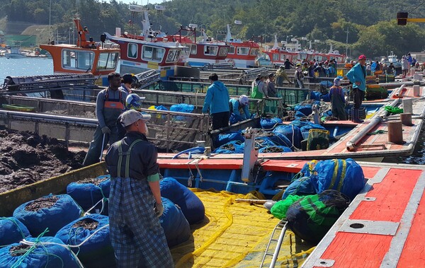 김 채취 / 사진=전라남도