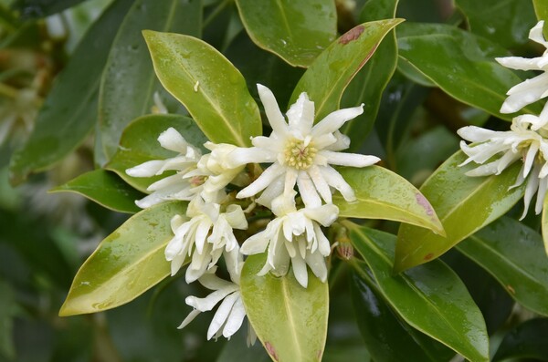 완도수목원- 붓순나무(희귀식물 취약종(VU))/사진=전라남도