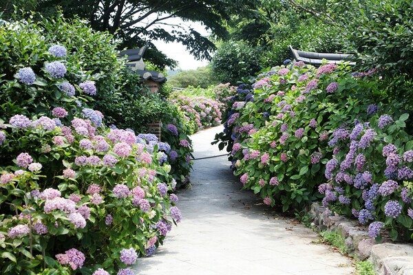 도초도 수국정원 / 사진 = 신안군
